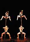 momix opus cactus