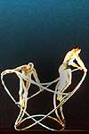 momix 5