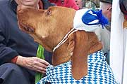 maskierter Hund