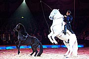 Nikolaus Muntwyler und seine Camargue Pferde (Foto: MartiN Schmitz)