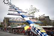 Maibaum längs
