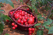 Tomatenabau (Foto: Martin Schmitz)