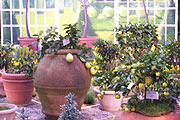 Zotusfrüchte (Foto: Martin Schmitz)