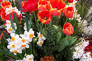 Frühlingsblumen (Foto: Martin Schmitz)
