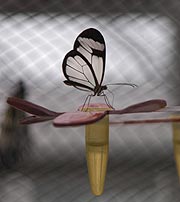 Tropische Schmetterlinge - Sonderausstellung bis 31.03.2006 (Foto: Ingrid Grossmann)