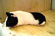 Meerschweinchen (Foto: Marikka-Laila Maisel)