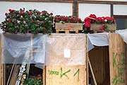 Blumen hinterm Weinzelt