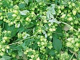 Hopfen im Höfbrau Festzelt
