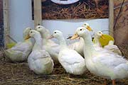 Enten (Foto: Martin Schmitz)