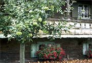 Alte Apfelsorten im Freilichtmuesum Glenleiten (Foto: Bezirk Oberbayern)