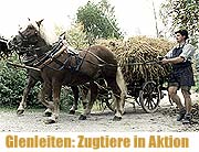 Zutiere in Aktion (Foto: Bezirk Oberbayern)