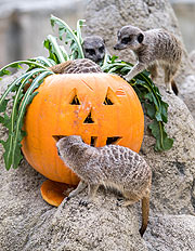 Erdmännchen  ©Fotos: Marc Müller