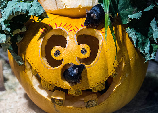 Halloween im Tierpark Hellabrunn. Foto: Marc Müller