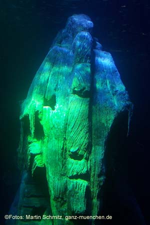 060321sea_life003