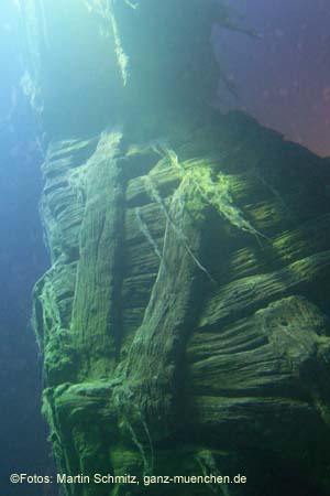060321sea_life006