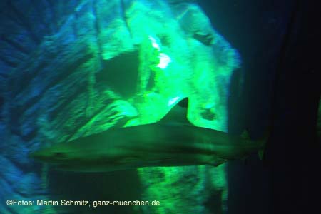 060321sea_life020