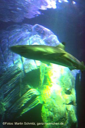 060321sea_life021