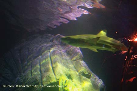 060321sea_life023