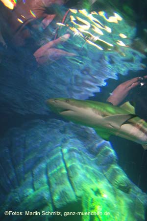 060321sea_life024