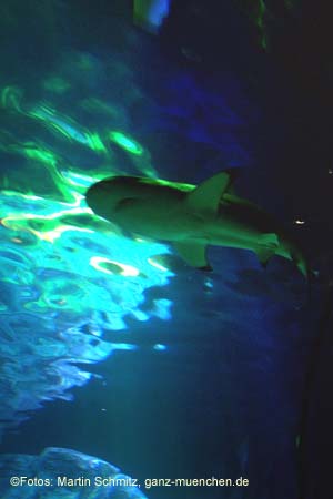 060321sea_life031