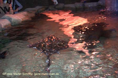 060321sea_life048