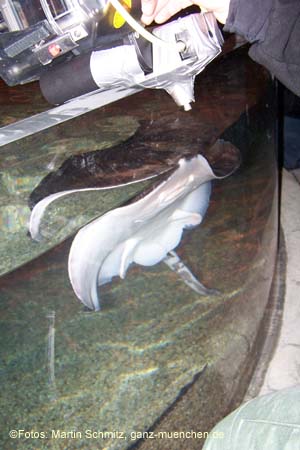 060321sea_life057