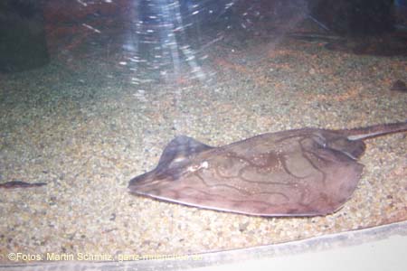 060321sea_life058