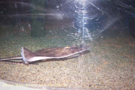060321sea_life059