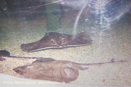 060321sea_life060