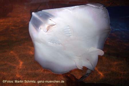 060321sea_life062