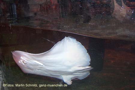 060321sea_life063