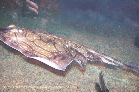 060321sea_life067