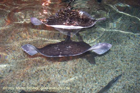 060321sea_life072