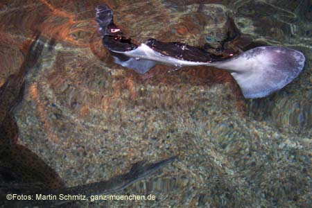 060321sea_life073