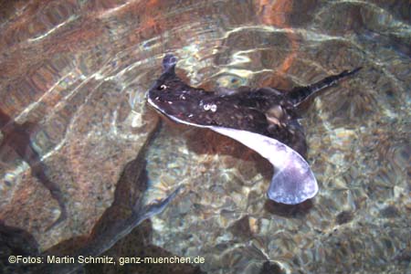 060321sea_life074