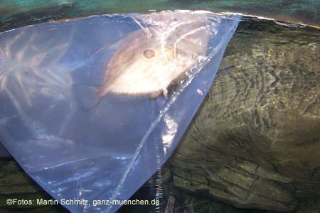 060321sea_life080