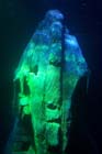 060321sea_life003