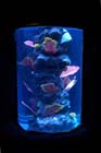 060321sea_life007