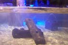 060321sea_life009