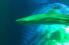 060321sea_life018