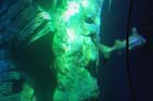 060321sea_life019