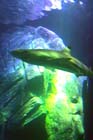 060321sea_life021