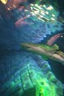 060321sea_life024