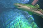 060321sea_life025