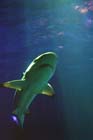 060321sea_life028