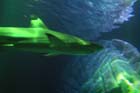 060321sea_life030
