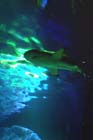 060321sea_life031