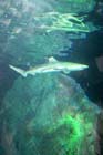 060321sea_life034