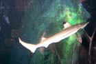 060321sea_life035