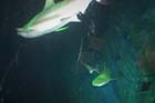 060321sea_life036